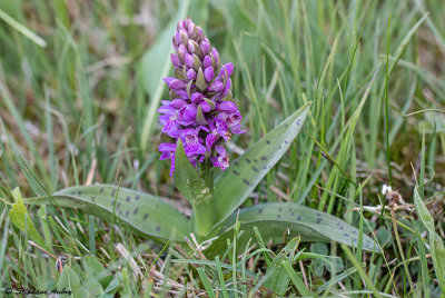 Dactylorhiza majalis