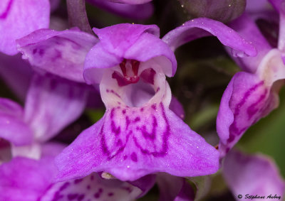 Dactylorhiza majalis