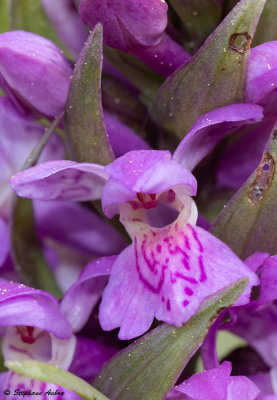 Dactylorhiza majalis