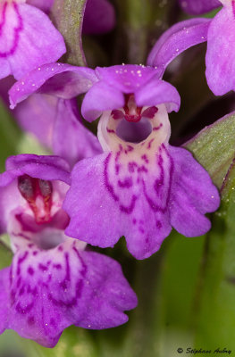Dactylorhiza majalis