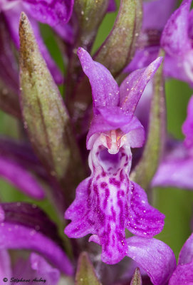 Dactylorhiza majalis