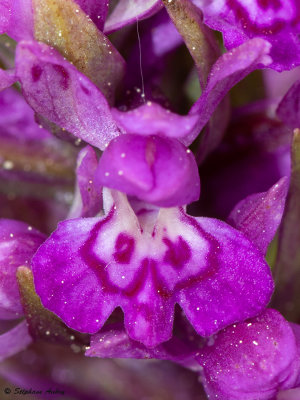 Dactylorhiza majalis