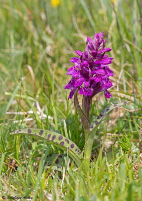 Dactylorhiza majalis