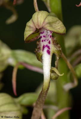 Himantoglossum hircinum