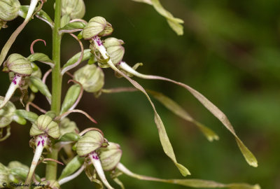 Himantoglossum hircinum