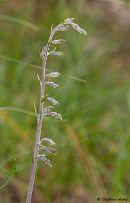 Epipactis microphylla