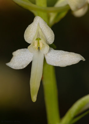 Platanthera bifolia