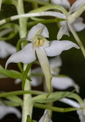 Platanthera bifolia