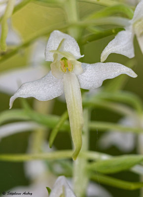 Platanthera bifolia