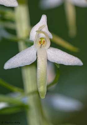 Platanthera bifolia