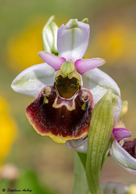Ophrys fuciflora