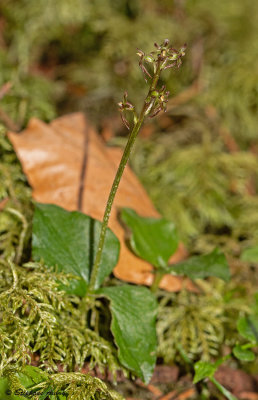 Neottia cordata