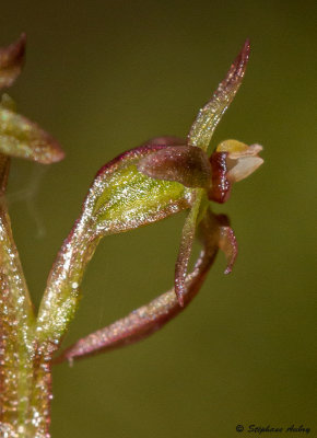 Neottia cordata