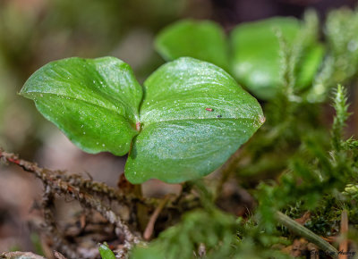 Neottia cordata