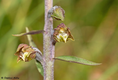 Epipactis microphylla