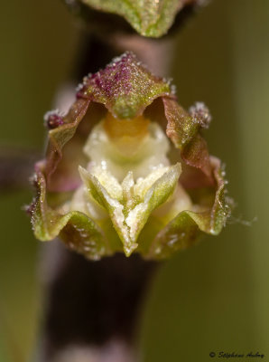 Epipactis microphylla