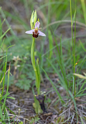 Ophrys apifera var. aurita