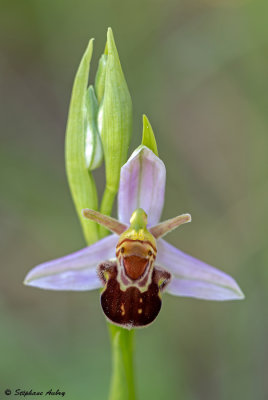 Ophrys apifera var. aurita