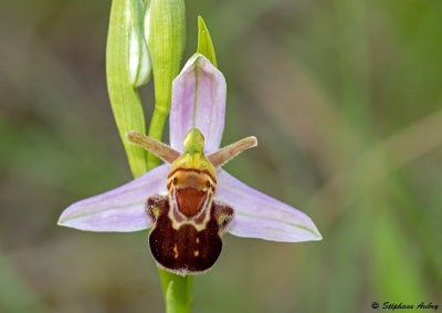 Ophrys apifera var. aurita