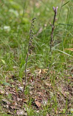 Epipactis microphylla