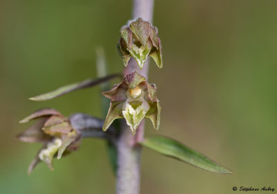 Epipactis microphylla