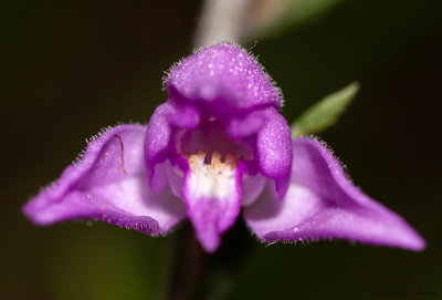 Cephalanthera rubra