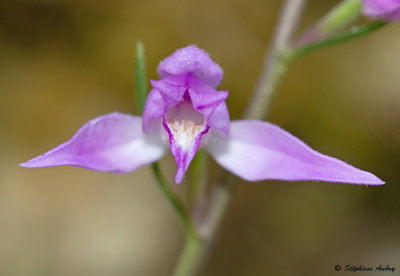 Cephalanthera rubra