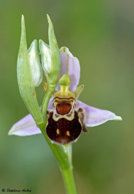 Ophrys apifera var. aurita