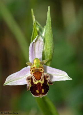 Ophrys apifera var. aurita