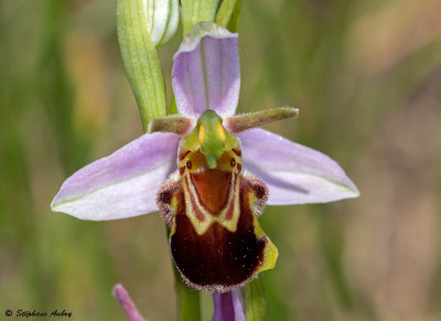 Ophrys apifera var. aurita