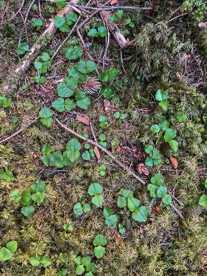 Neottia cordata
