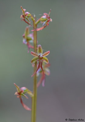 Neottia cordata