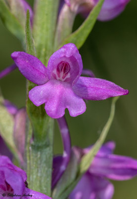 Gymnadenia conopsea