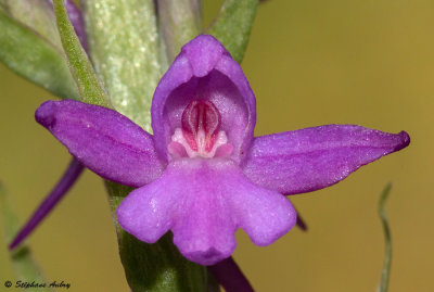 Gymnadenia conopsea