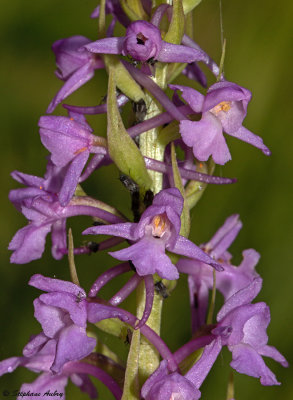 Gymnadenia conopsea
