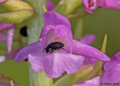 Gymnadenia conopsea