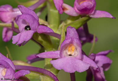 Gymnadenia conopsea