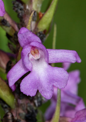 Gymnadenia conopsea