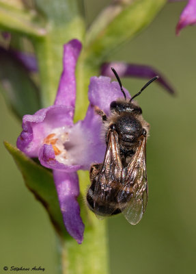 Gymnadenia conopsea