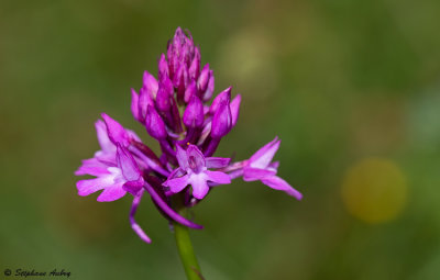Anacamptis pyramidalis subsp. pyramidalis