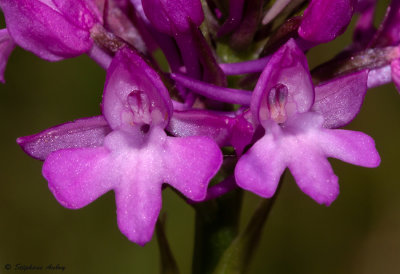 Anacamptis pyramidalis subsp. pyramidalis