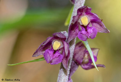 Epipactis atrorubens