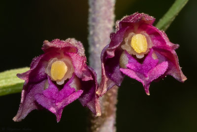 Epipactis atrorubens