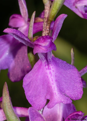 Anacamptis palustris