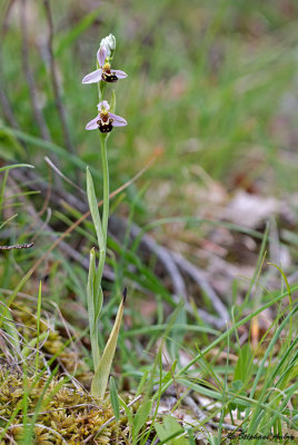 Ophrys apifera