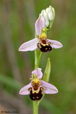 Ophrys apifera