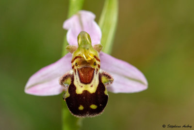 Ophrys apifera