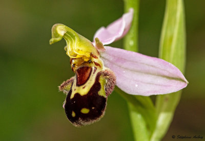 Ophrys apifera