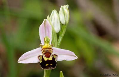 Ophrys apifera