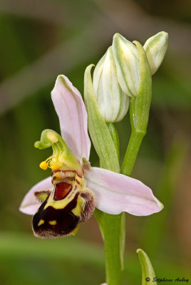 Ophrys apifera
